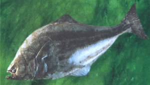 Halibut whole