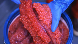 Salmon Roe hand