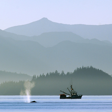 ship and whale